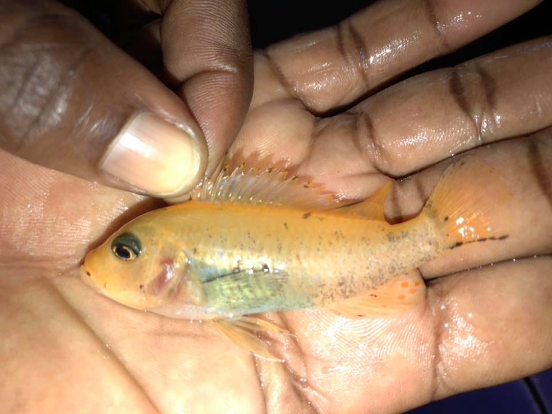 Maylandia zebra 'Londo Bay'